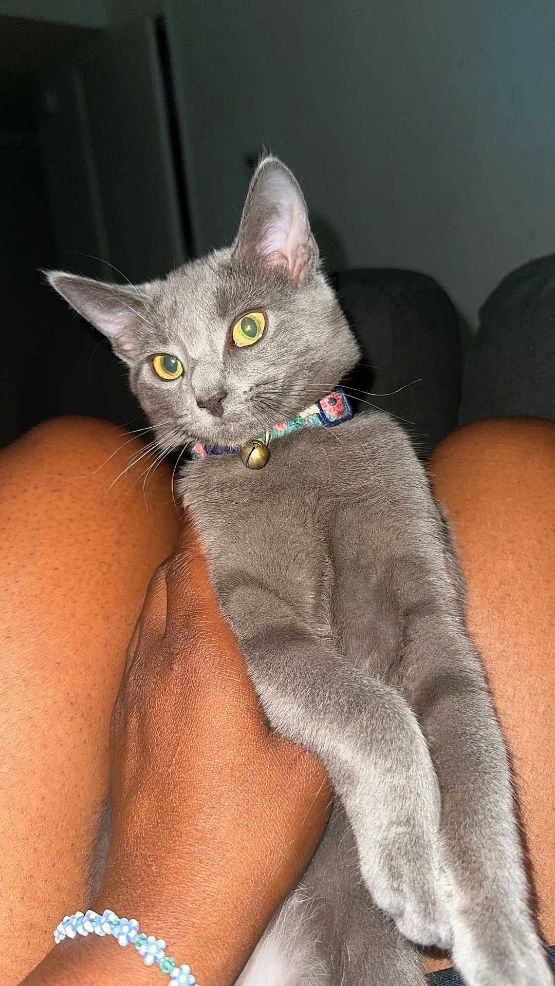 Nini is registered to the contest to win money with this photo: cat, gray_cat, pet, animal, collar, bell, hand, legs, person, close_up, indoor, feline, yellow_eyes, soft_fur, domestic_animal, cute, portrait, holding, floral_collar, curious