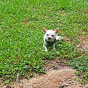 Butch is registered to the contest to win money with this photo: dog, small_dog, white_dog, chihuahua, grass, greenery, outdoor, sunlight, nature, pet, animal, sitting, sunny, daytime, ground, clover, earth, relaxing, cute, canine