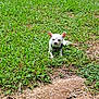 dog, small_dog, white_dog, chihuahua, grass, greenery, outdoor, sunlight, nature, pet, animal, sitting, sunny, daytime, ground, clover, earth, relaxing, cute, canine