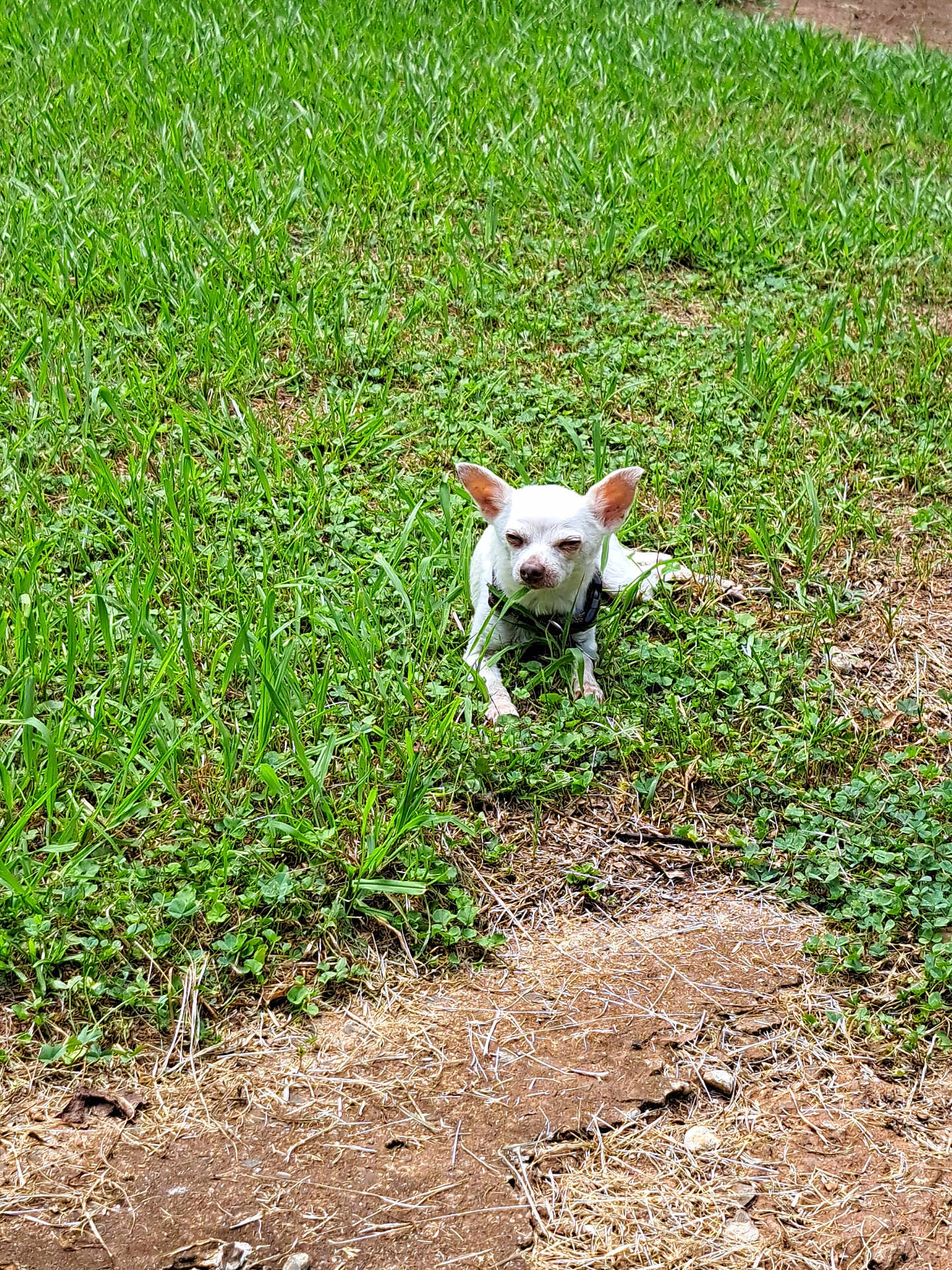 Butch is registered to the contest to win money with this photo: dog, small_dog, white_dog, chihuahua, grass, greenery, outdoor, sunlight, nature, pet, animal, sitting, sunny, daytime, ground, clover, earth, relaxing, cute, canine