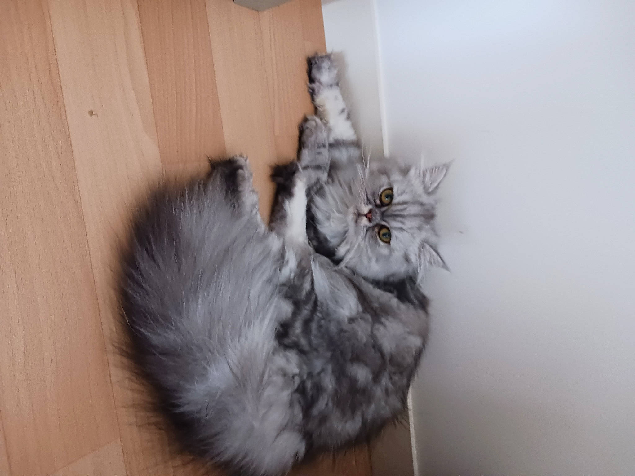 Una a rejoint le concours — aidez-le/la à gagner de superbes lots ! canidae, carnivore, cat, comfort, dog_breed, feather, felidae, fur, natural_material, paw, small_to_medium_sized_cats, tail, whiskers