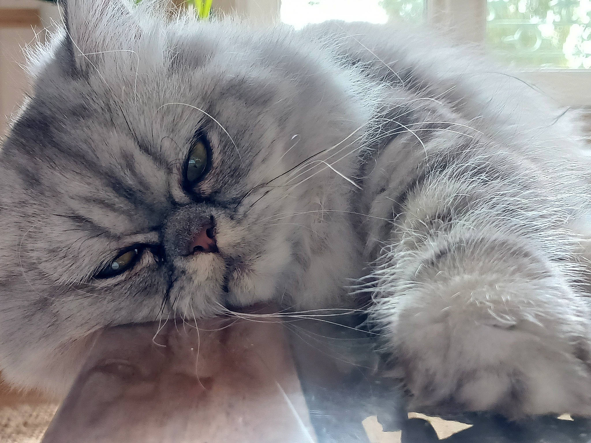 Una participe au concours pour gagner de l'argent avec cette photo : british_longhair, carnivore, cat, claw, close_up, comfort, domestic_short_haired_cat, eye, felidae, fur, grey, paw, persian, small_to_medium_sized_cats, snout, tail, terrestrial_animal, whiskers