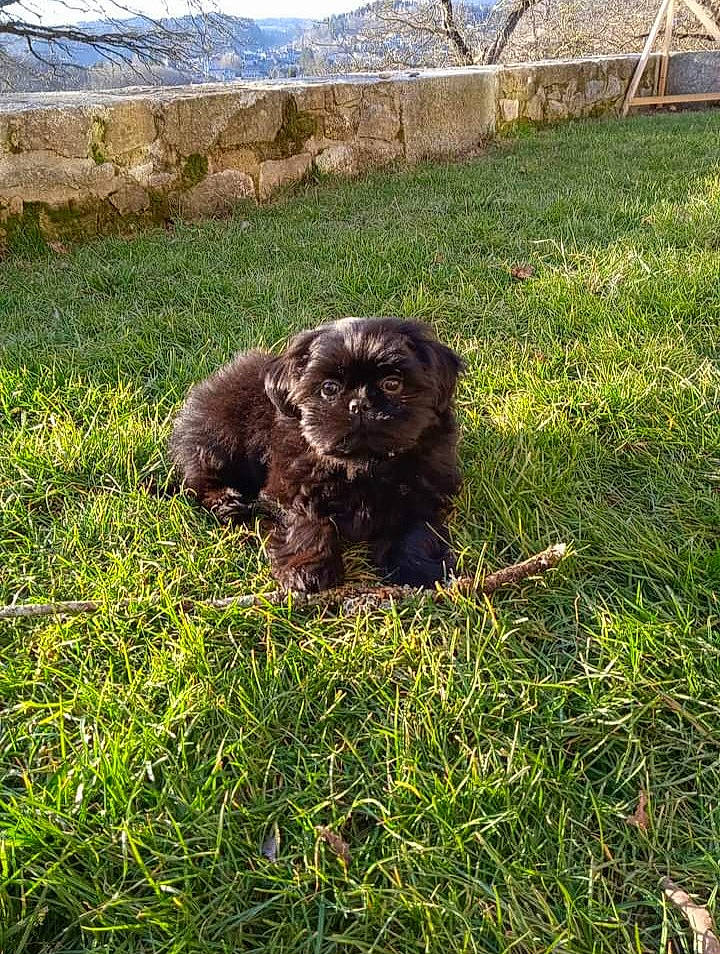 Scooty a rejoint le concours — aidez-le/la à gagner de superbes lots ! canidae, carnivore, companion_dog, dog, dog_breed, fawn, field, grass, grassland, groundcover, gun_dog, liver, pasture, plant, soil, spaniel, sporting_group, terrestrial_animal, water_dog, working_animal