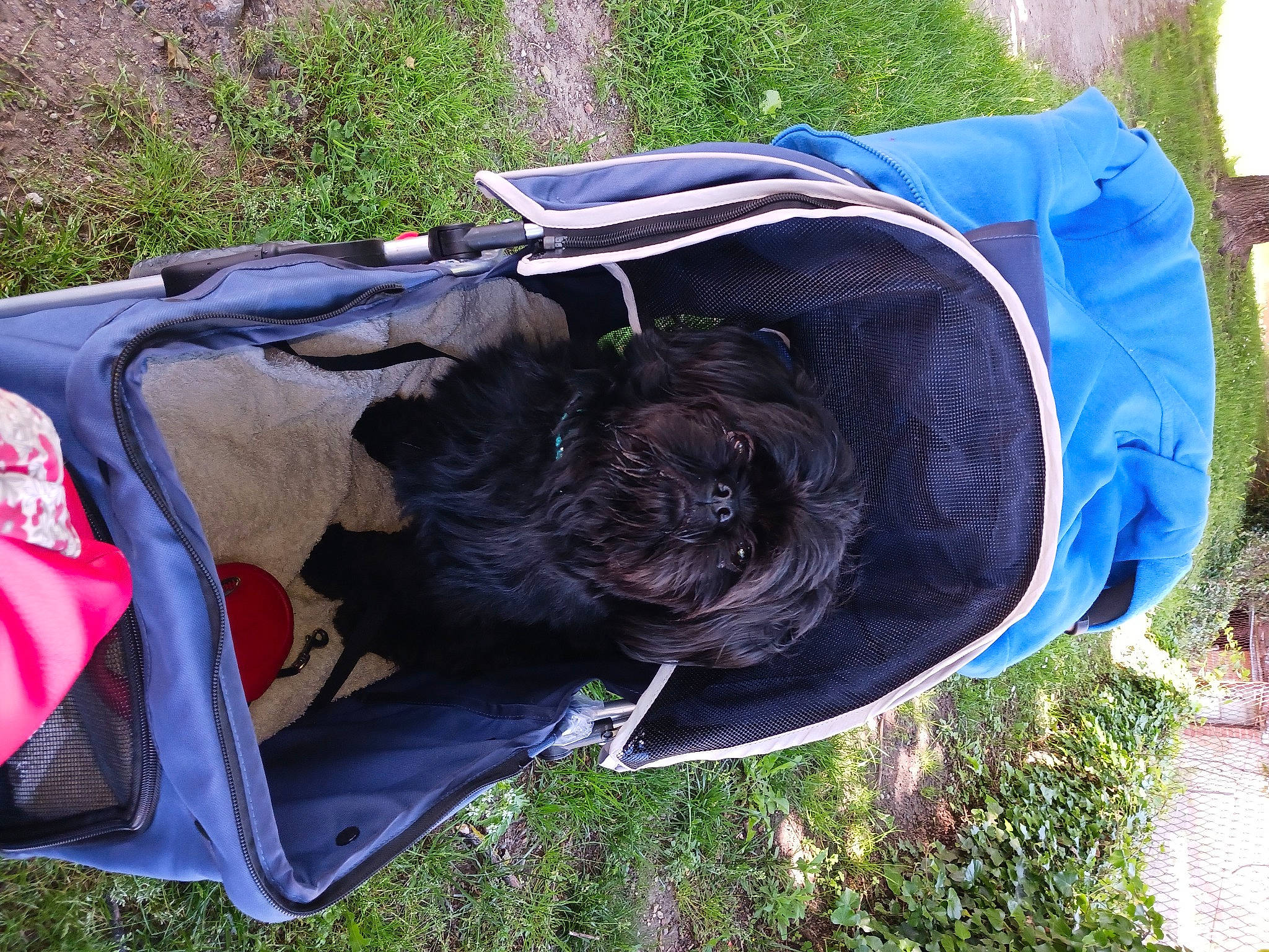 Scooty a rejoint le concours — aidez-le/la à gagner de superbes lots ! bag, baggage, canidae, carnivore, collar, companion_dog, dog, dog_breed, dog_collar, dog_supply, electric_blue, fashion_accessory, fur, grass, luggage_and_bags, natural_material, pet_supply, plant, recreation, sporting_group