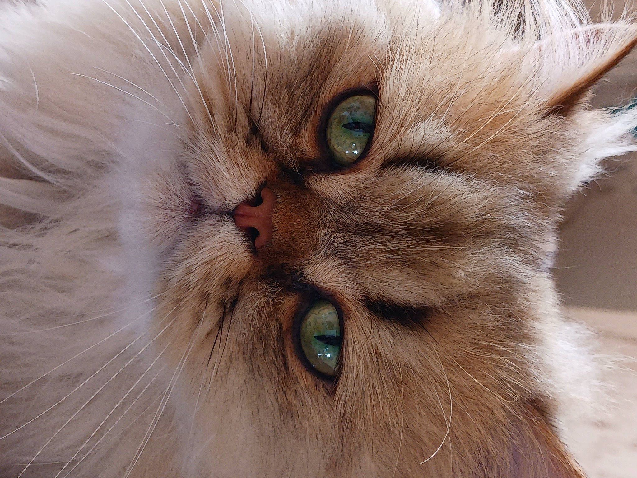 Ruben participe au concours pour gagner de l'argent avec cette photo : balinese, british_longhair, carnivore, cat, close_up, curious, domestic_short_haired_cat, ear, eye, fawn, felidae, fur, head, iris, paw, persian, small_to_medium_sized_cats, snout, terrestrial_animal, whiskers