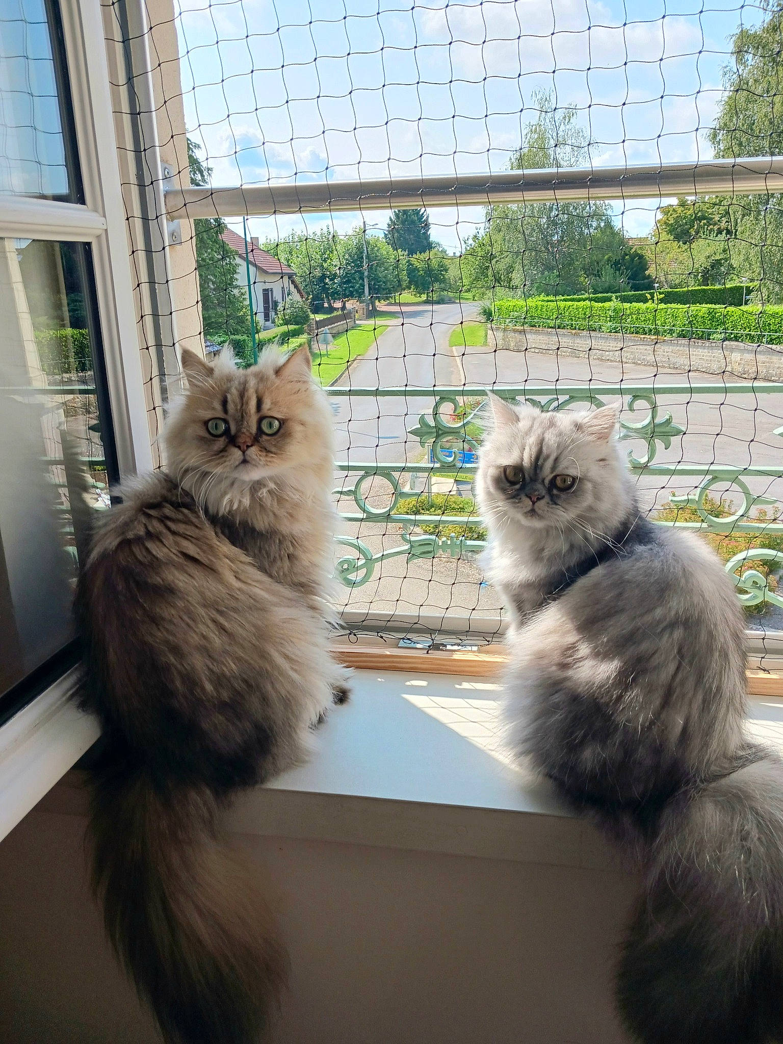 Ruben a rejoint le concours — aidez-le/la à gagner de superbes lots ! animal_shelter, building, carnivore, cat, fawn, felidae, flowerpot, fur, house, mammal, mirror, pet_supply, plant, sky, small_to_medium_sized_cats, tail, tree, vertebrate, whiskers, window