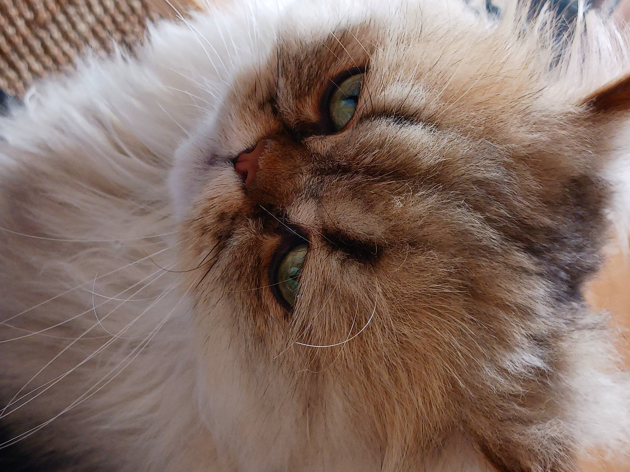 Ruben a rejoint le concours — aidez-le/la à gagner de superbes lots ! carnivore, cat, close_up, fawn, felidae, fur, iris, liver, paw, persian, small_to_medium_sized_cats, snout, terrestrial_animal, whiskers