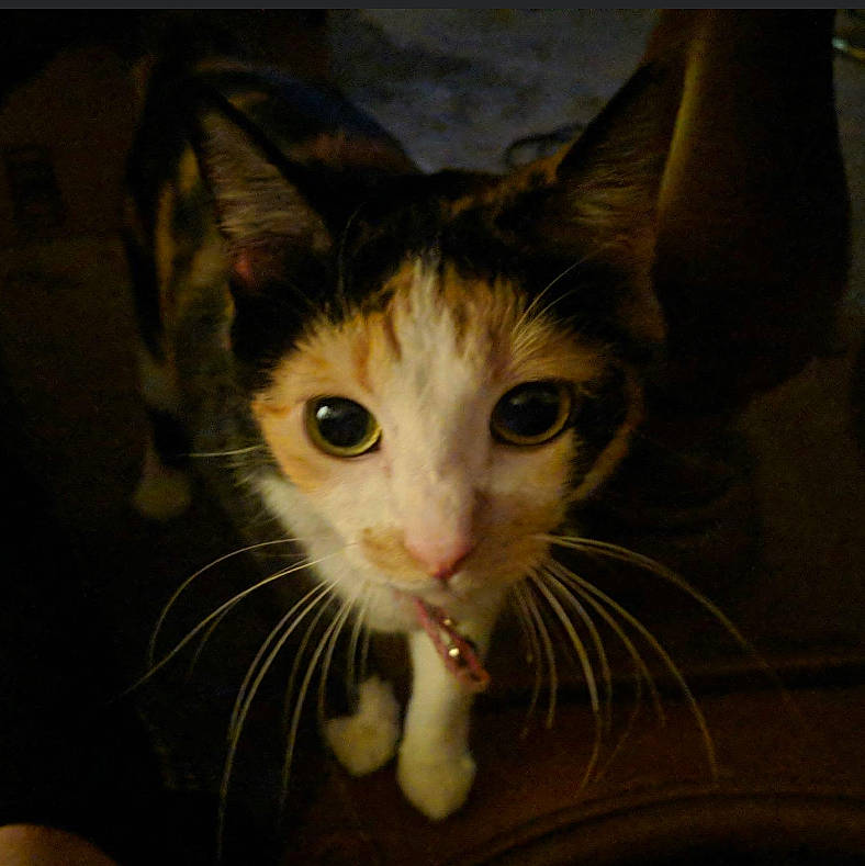 Belle is registered to the contest to win money with this photo: art, carnivore, cat, claw, curious, domestic_short_haired_cat, ear, eye, fawn, felidae, foot, fur, head, iris, paw, small_to_medium_sized_cats, snout, tail, whiskers, window