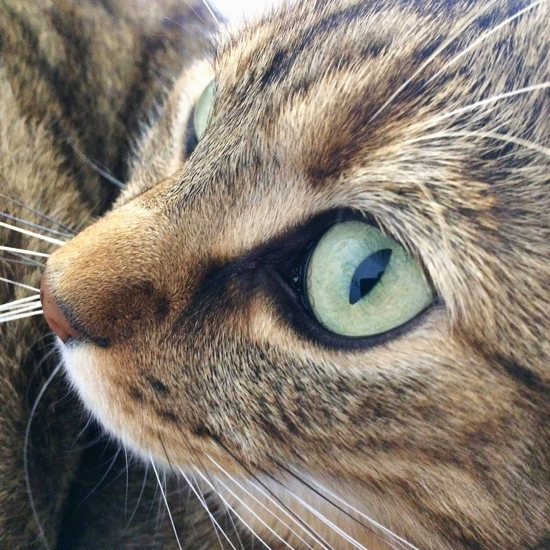 Jazz participe au concours pour gagner de l'argent avec cette photo : carnivore, cat, domestic_short_haired_cat, electric_blue, felidae, fur, grass, small_to_medium_sized_cats, snout, terrestrial_animal, whiskers, wildlife