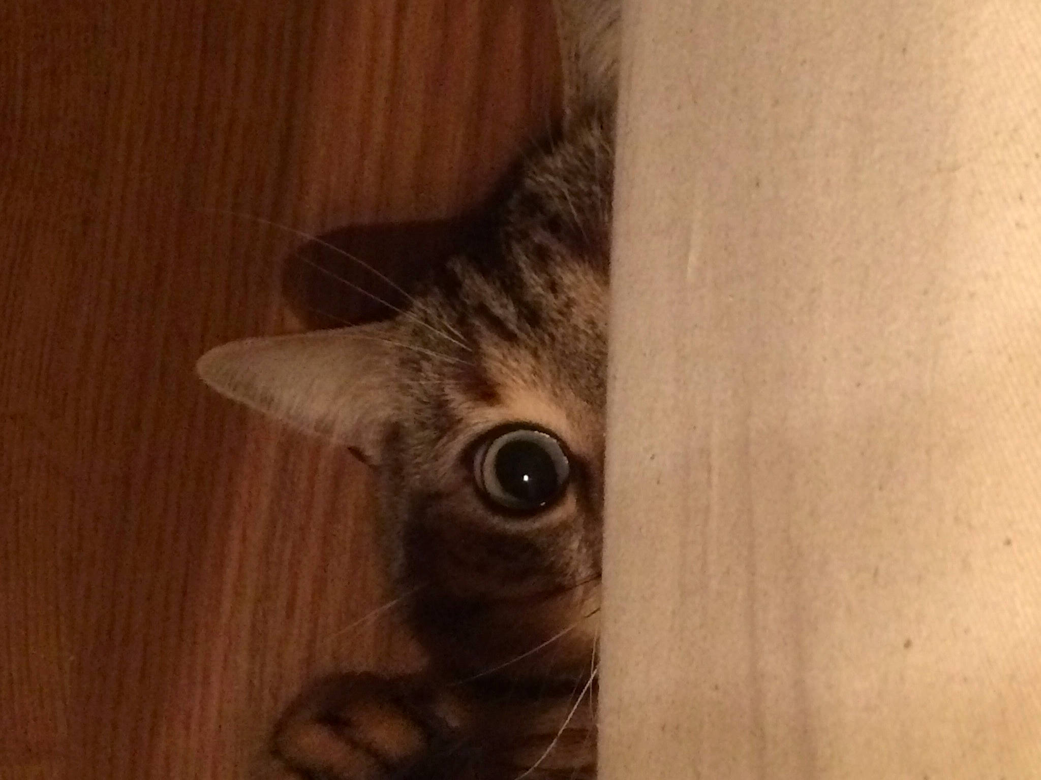 Jazz a rejoint le concours — aidez-le/la à gagner de superbes lots ! carnivore, cat, darkness, domestic_short_haired_cat, fawn, felidae, flooring, fur, hardwood, laminate_flooring, paw, plywood, small_to_medium_sized_cats, snout, tail, tree, whiskers, wildlife, wood, wood_flooring