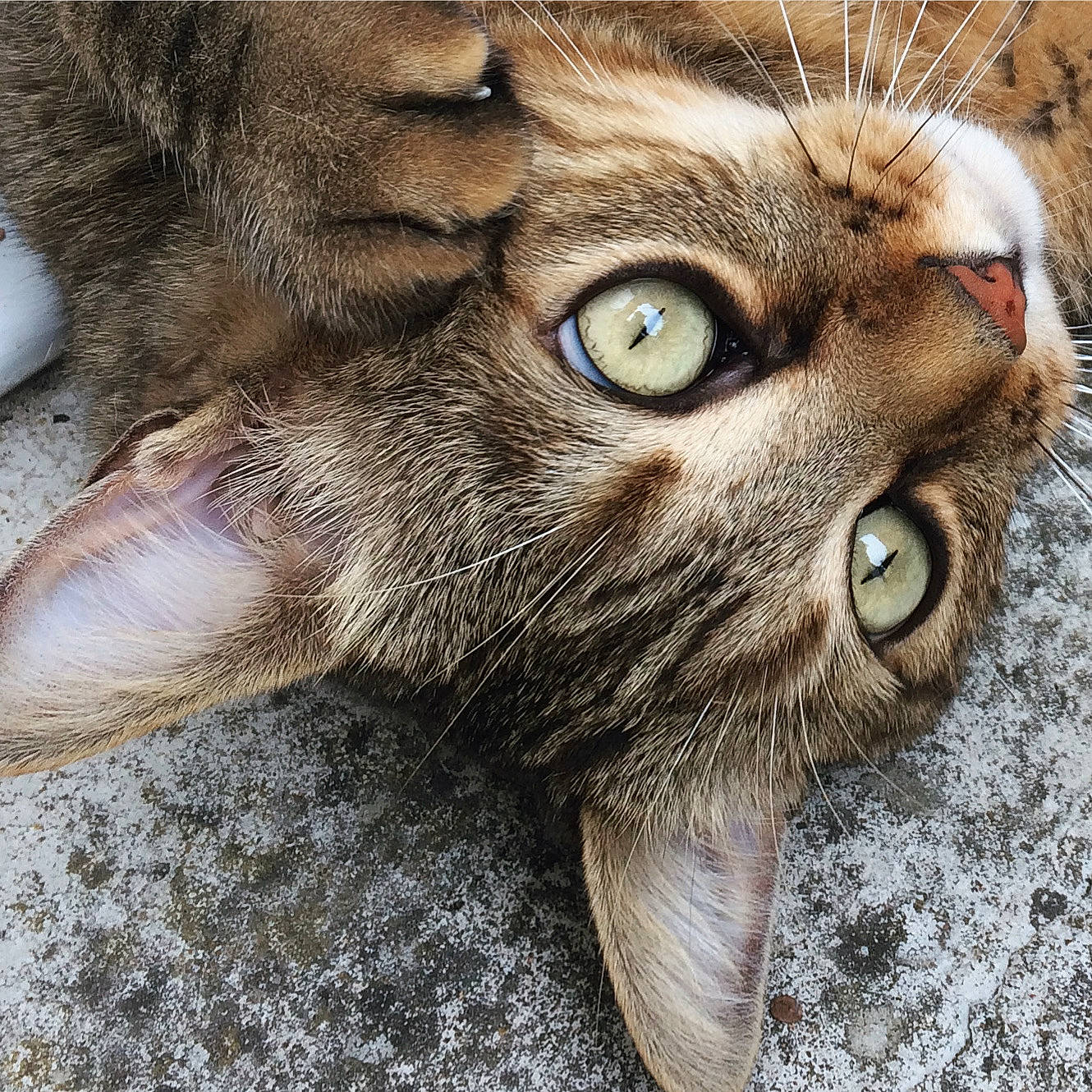 Jazz a rejoint le concours — aidez-le/la à gagner de superbes lots ! carnivore, cat, domestic_short_haired_cat, felidae, fur, grass, paw, small_to_medium_sized_cats, snout, terrestrial_animal, whiskers, wildlife