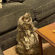 Willow joined the competition — help win amazing prizes! animal, carpet, cat, coffee_table, couch, cute, fluffy_cat, fur, furniture, home, indoors, living_room, long_hair, pet, phone_screenshot, portrait, sitting, sofa, upright, whiskers