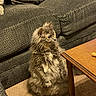 animal, carpet, cat, coffee_table, couch, cute, fluffy_cat, fur, furniture, home, indoors, living_room, long_hair, pet, phone_screenshot, portrait, sitting, sofa, upright, whiskers