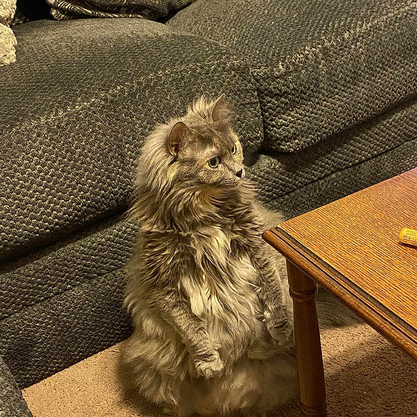 Willow