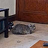 Willow joined the competition — help win amazing prizes! alert, animal, carpet, cat, domestic_cat, fluffy, furniture, furry, gray_cat, indoors, living_room, lying_down, pet, portrait, remote_control, sitting, table, television, wooden_door, yellow_eyes
