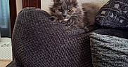 Willow joined the competition — help win amazing prizes! animal, cat, couch, cozy, cushion, ears, fluffy_cat, gray_fur, green_eyes, indoors, living_room, long_hair, pet, pillow, portrait, resting, sitting, sofa, textured_fabric, whiskers