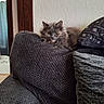 animal, cat, couch, cozy, cushion, ears, fluffy_cat, gray_fur, green_eyes, indoors, living_room, long_hair, pet, pillow, portrait, resting, sitting, sofa, textured_fabric, whiskers