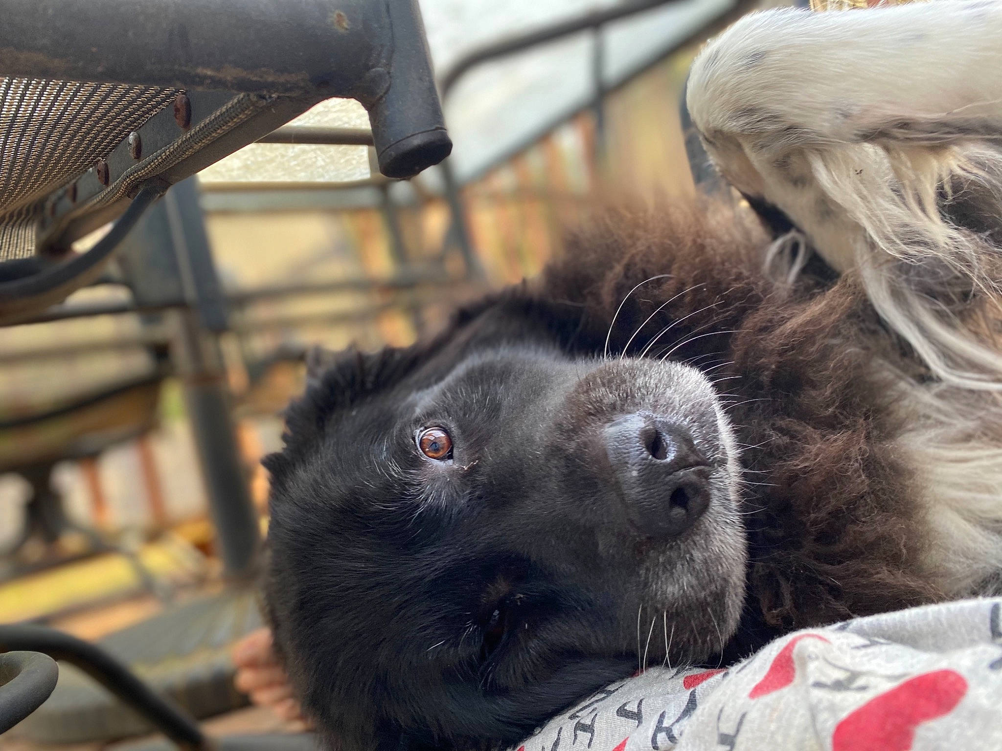 Shiloh joined the competition — help win amazing prizes! animal_shelter, canidae, carnivore, dog, dog_breed, fur, mammal, snout, sporting_group, vertebrate