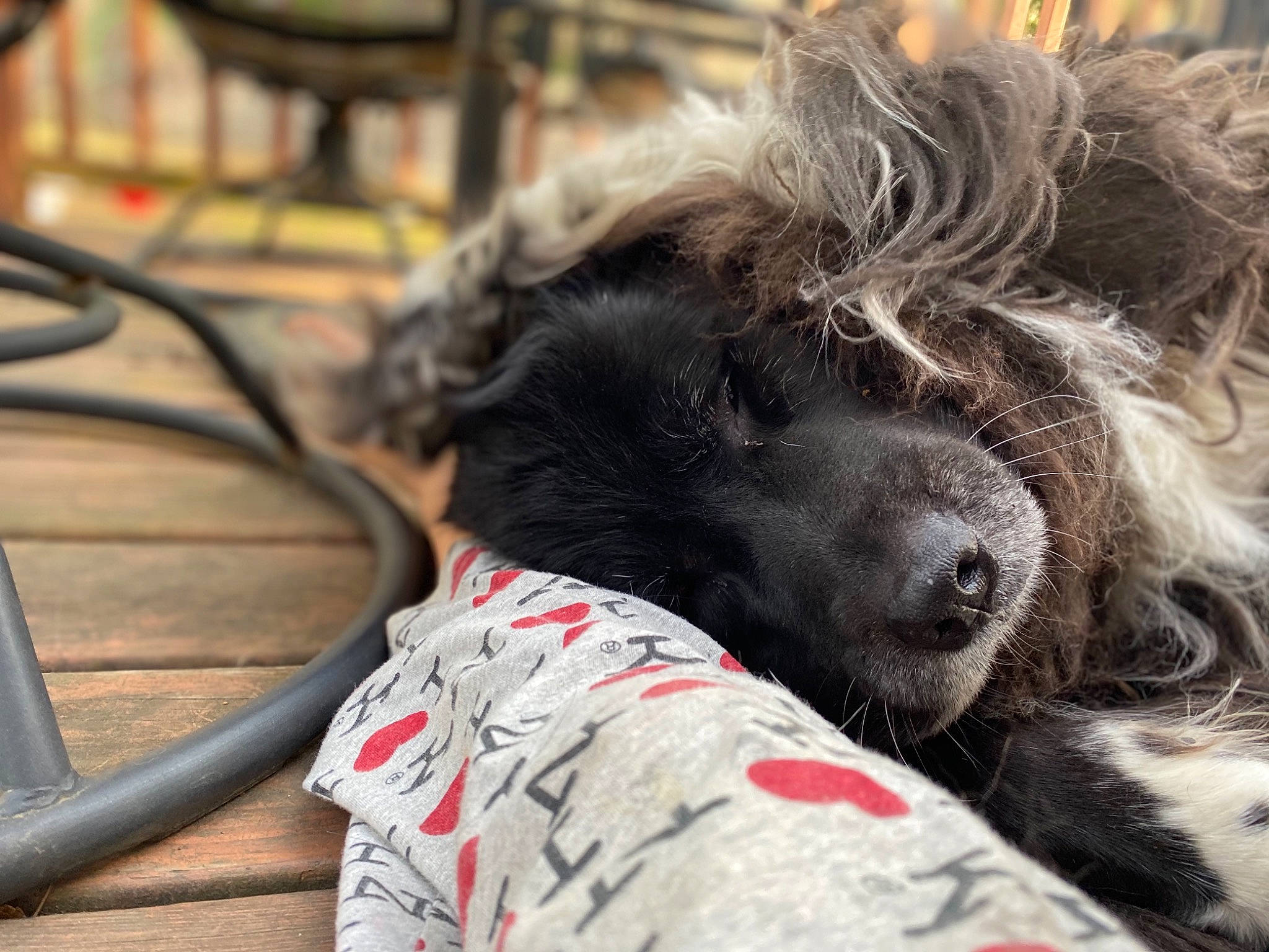 Shiloh joined the competition — help win amazing prizes! canidae, carnivore, companion_dog, dog, dog_breed, puppy, spaniel, sporting_group, street_dog