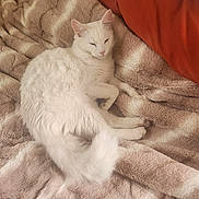 Popcorn joined the competition — help win amazing prizes! animal, blanket, cat, comfortable, cozy, cute, domestic_cat, fluffy, fur, indoor, laying_down, mammal, nap_time, pet, pillow, relaxed, resting, sleepy, soft_texture, white_cat