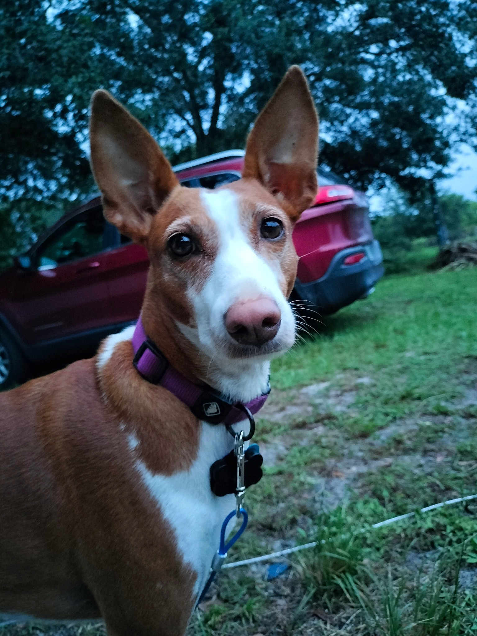 Isla