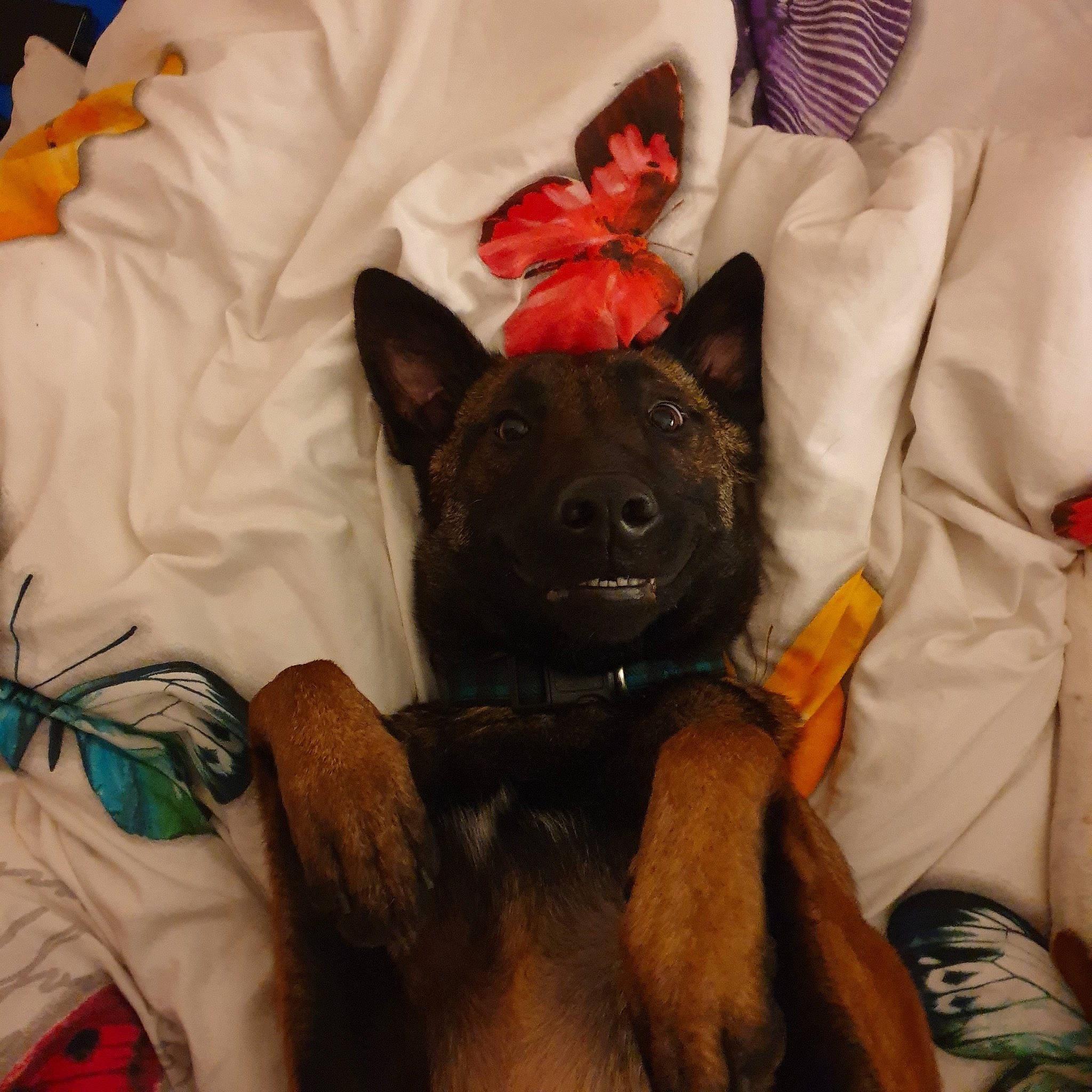 Opium a rejoint le concours — aidez-le/la à gagner de superbes lots ! australian_kelpie, canidae, carnivore, dog, dog_breed, fawn, mammal, non_sporting_group, schipperke, snout, vertebrate