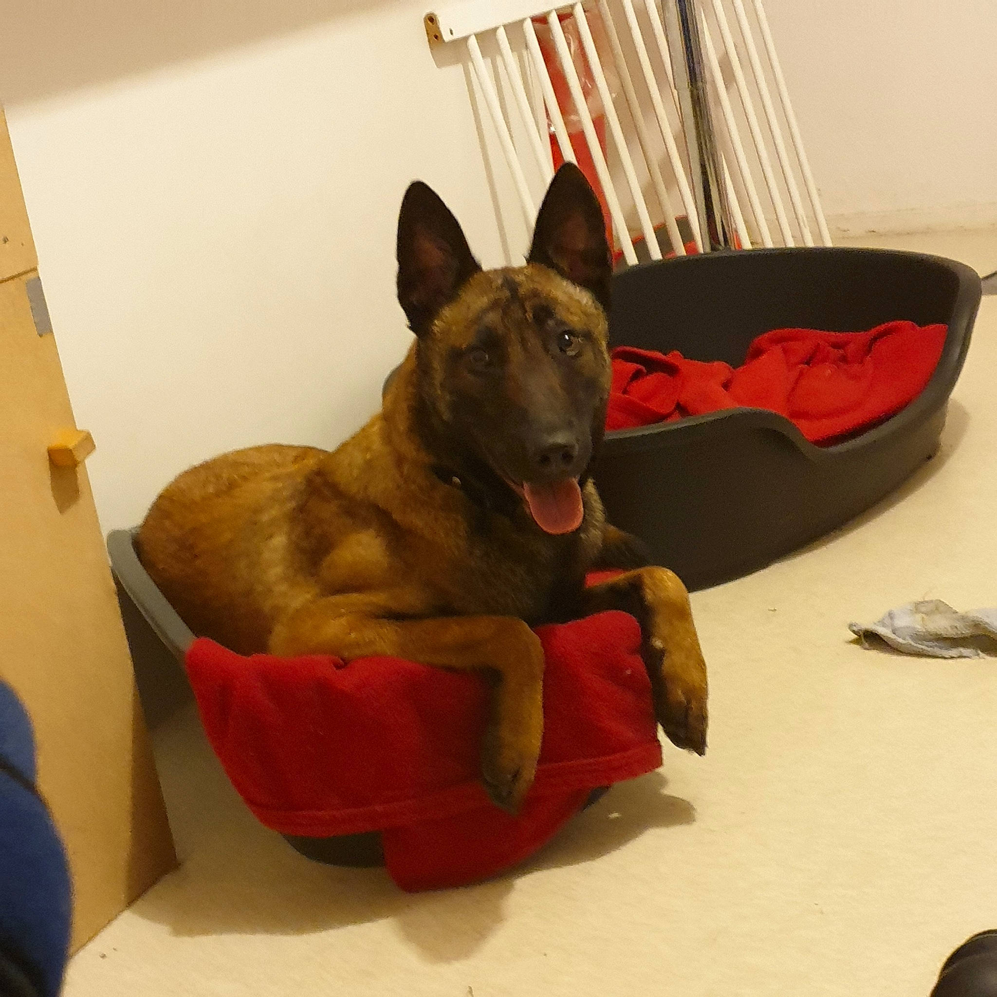 Opium participe au concours pour gagner de l'argent avec cette photo : belgian_shepherd_malinois, canidae, carnivore, dog, dog_breed, dutch_shepherd_dog, fawn, formosan_mountain_dog, mammal, snout