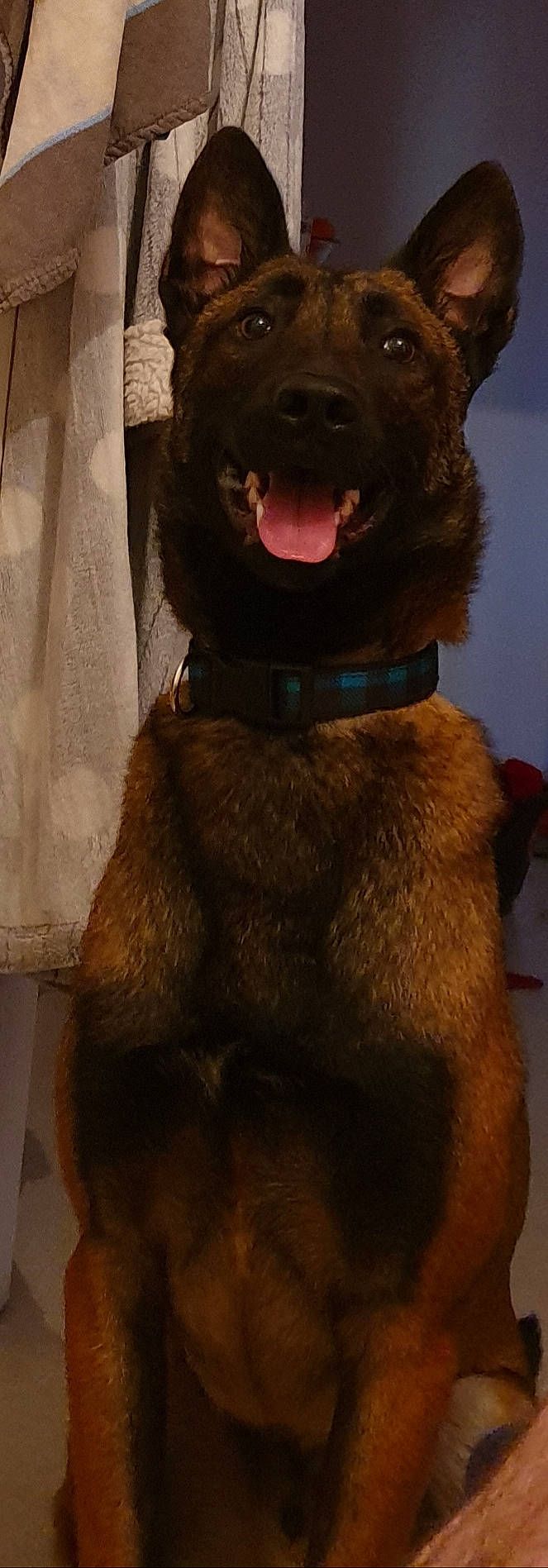 Opium a rejoint le concours — aidez-le/la à gagner de superbes lots ! canidae, carnivore, dog, dog_breed, fawn, labrador_retriever, liver, patterdale_terrier, snout, sporting_group