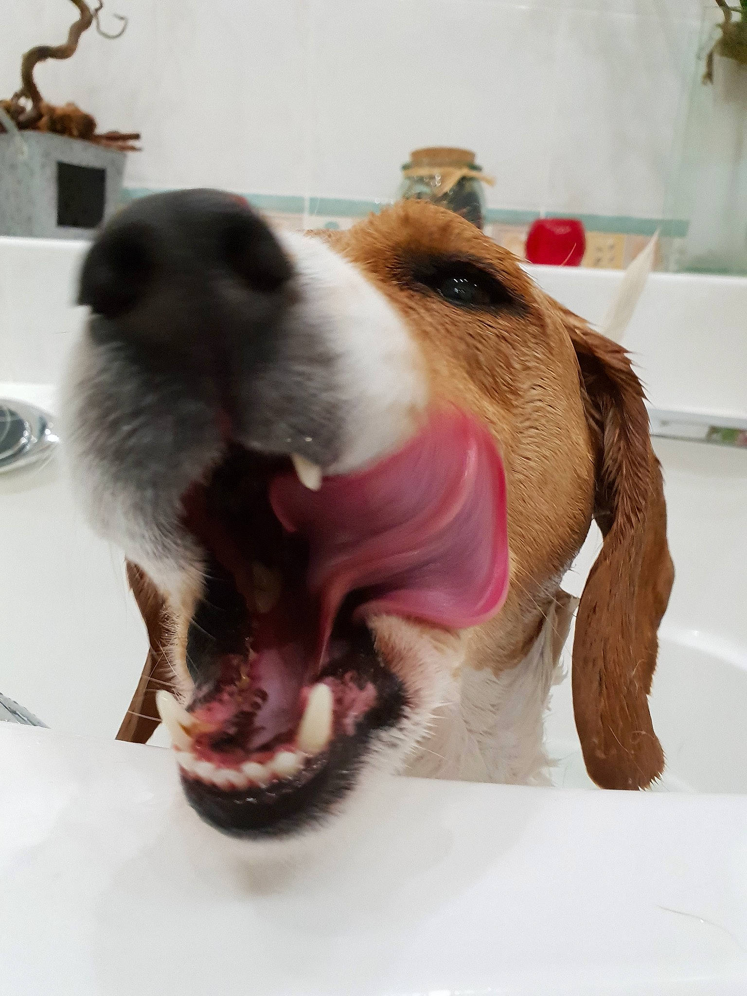 Iaka a rejoint le concours — aidez-le/la à gagner de superbes lots ! basset_artesien_normand, basset_hound, beagle, canidae, carnivore, dog, dog_breed, ear, fur, hound, nose, old_english_bulldog, puppy, puppy_love, snout