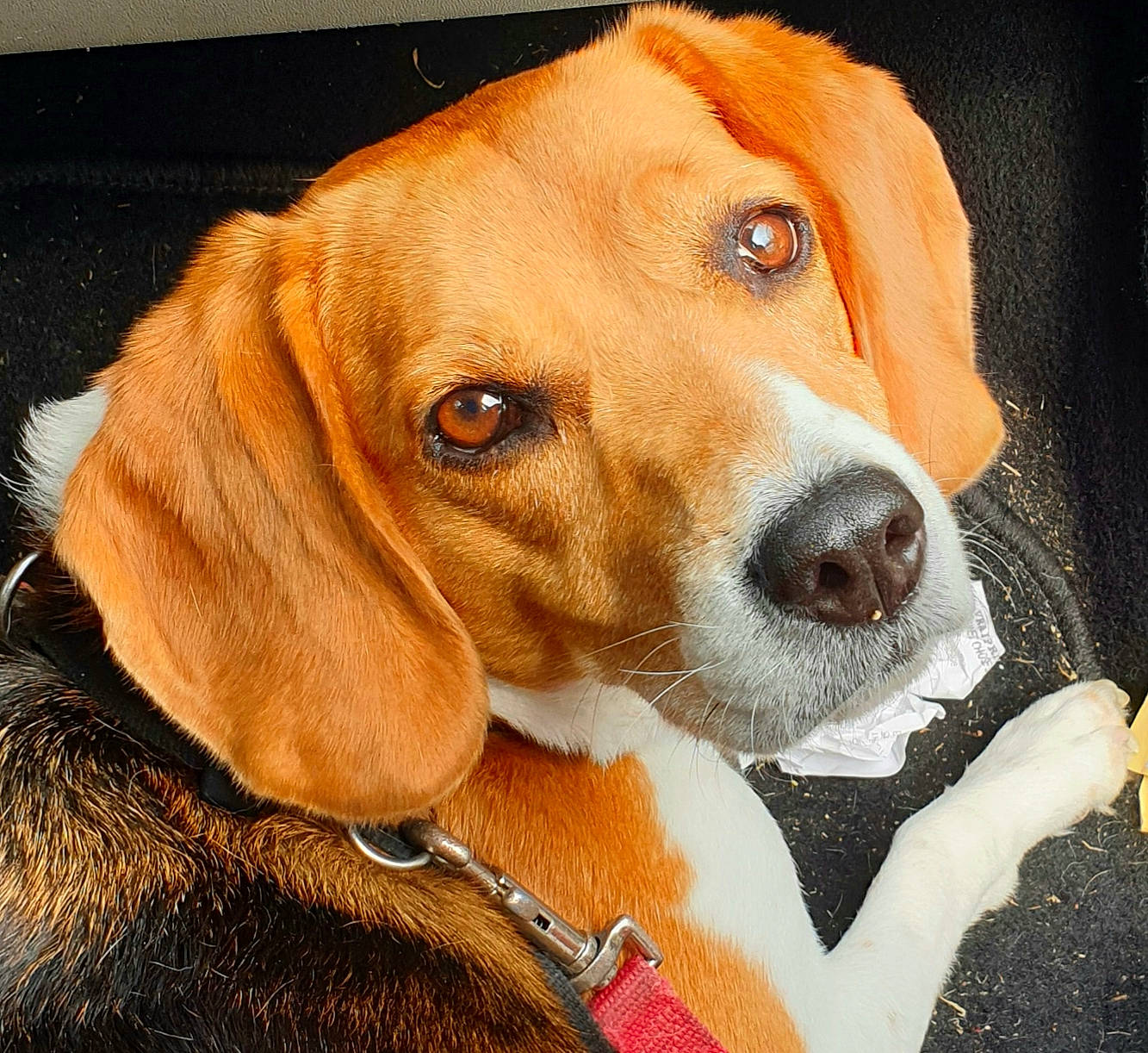 Iaka a rejoint le concours — aidez-le/la à gagner de superbes lots ! american_foxhound, beagador, beagle, beagle_harrier, canidae, carnivore, companion_dog, coonhound, dog, dog_breed, english_foxhound, estonian_hound, finnish_hound, harrier, hound, mammal, nose, rare_breed_dog, snout, vertebrate