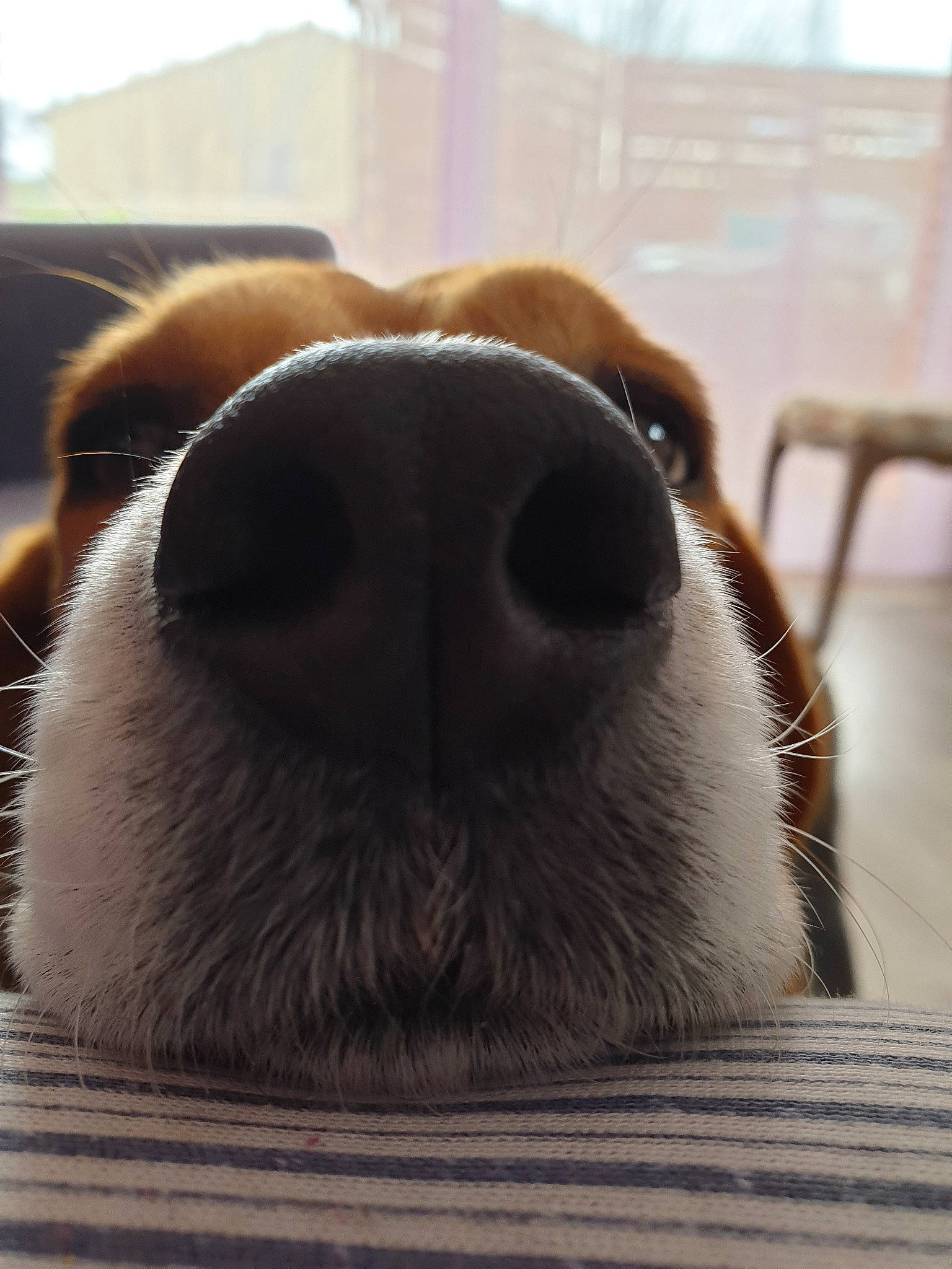 Iaka a rejoint le concours — aidez-le/la à gagner de superbes lots ! canidae, carnivore, cavalier_king_charles_spaniel, close_up, companion_dog, dog, dog_breed, eye, fawn, fur, mouth, nose, photography, puppy, snout, sporting_group, whiskers