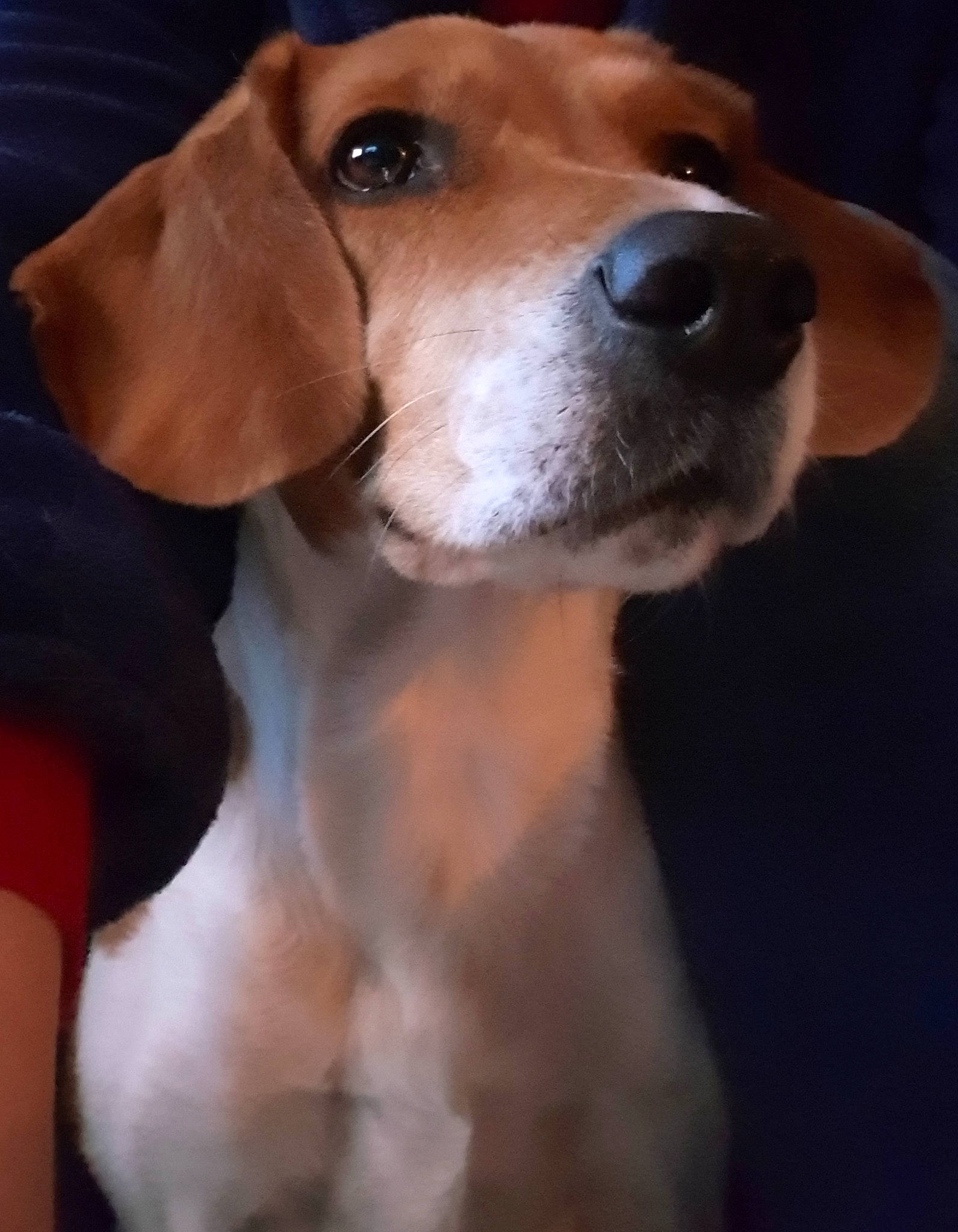 Iaka a rejoint le concours — aidez-le/la à gagner de superbes lots ! american_foxhound, beagle, beagle_harrier, canidae, carnivore, companion_dog, dog, dog_breed, english_coonhound, english_foxhound, estonian_hound, grand_anglo_francais_tricolore, hamiltonstovare, harrier, mammal, portuguese_pointer, posavac_hound, snout, treeing_walker_coonhound, vertebrate