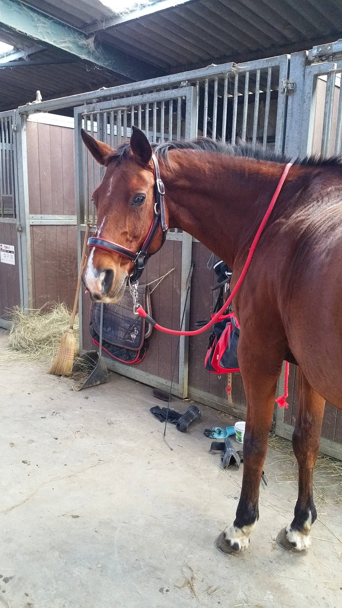 Natel a rejoint le concours — aidez-le/la à gagner de superbes lots ! bridle, halter, horse, horse_grooming, horse_harness, horse_supplies, horse_tack, liver, mammal, mane, mare, mustang_horse, pack_animal, rein, snout, sorrel, stable, stallion, working_animal