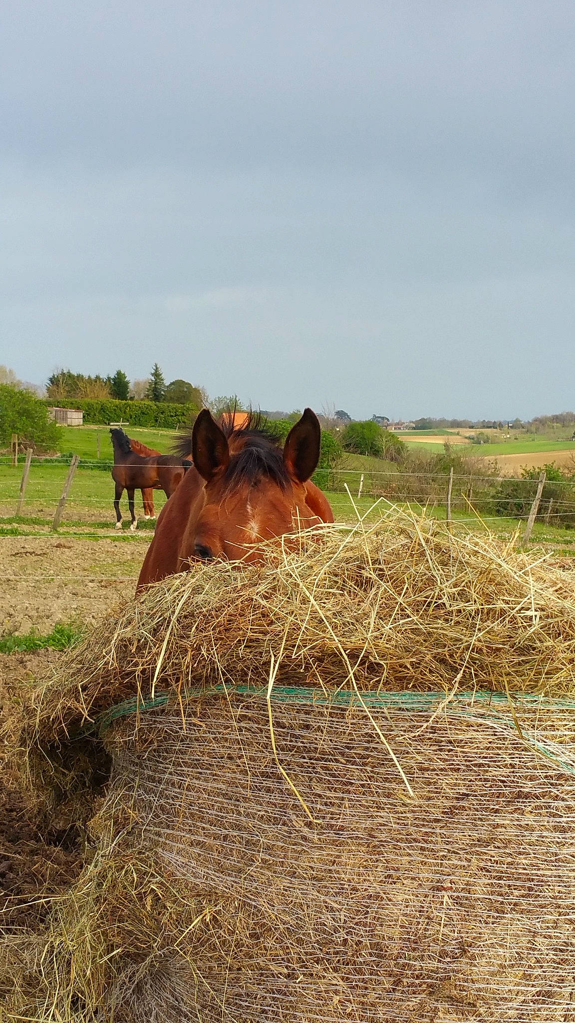 Natel a rejoint le concours — aidez-le/la à gagner de superbes lots ! adaptation, bovine, ecoregion, farm, field, foal, grass, grassland, grazing, hay, horse, livestock, mare, pasture, prairie, rural_area, snout, straw, terrestrial_animal, wildlife