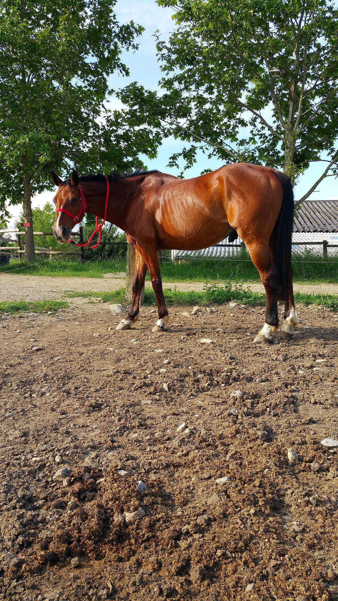 Natel participe au concours pour gagner de l'argent avec cette photo : bridle, farm, horse, horse_supplies, horse_tack, landscape, livestock, mammal, mane, mare, mustang_horse, plant, ranch, rein, snout, sorrel, stallion, tree, vertebrate, working_animal