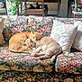cat, cats, orange_tabby, sofa, floral_sofa, cushion, pillow, sleeping, curled_up, pair, living_room, home_interior, upholstery, patterned_fabric, cozy, pet, fur, nap, domestic_cat, cute
