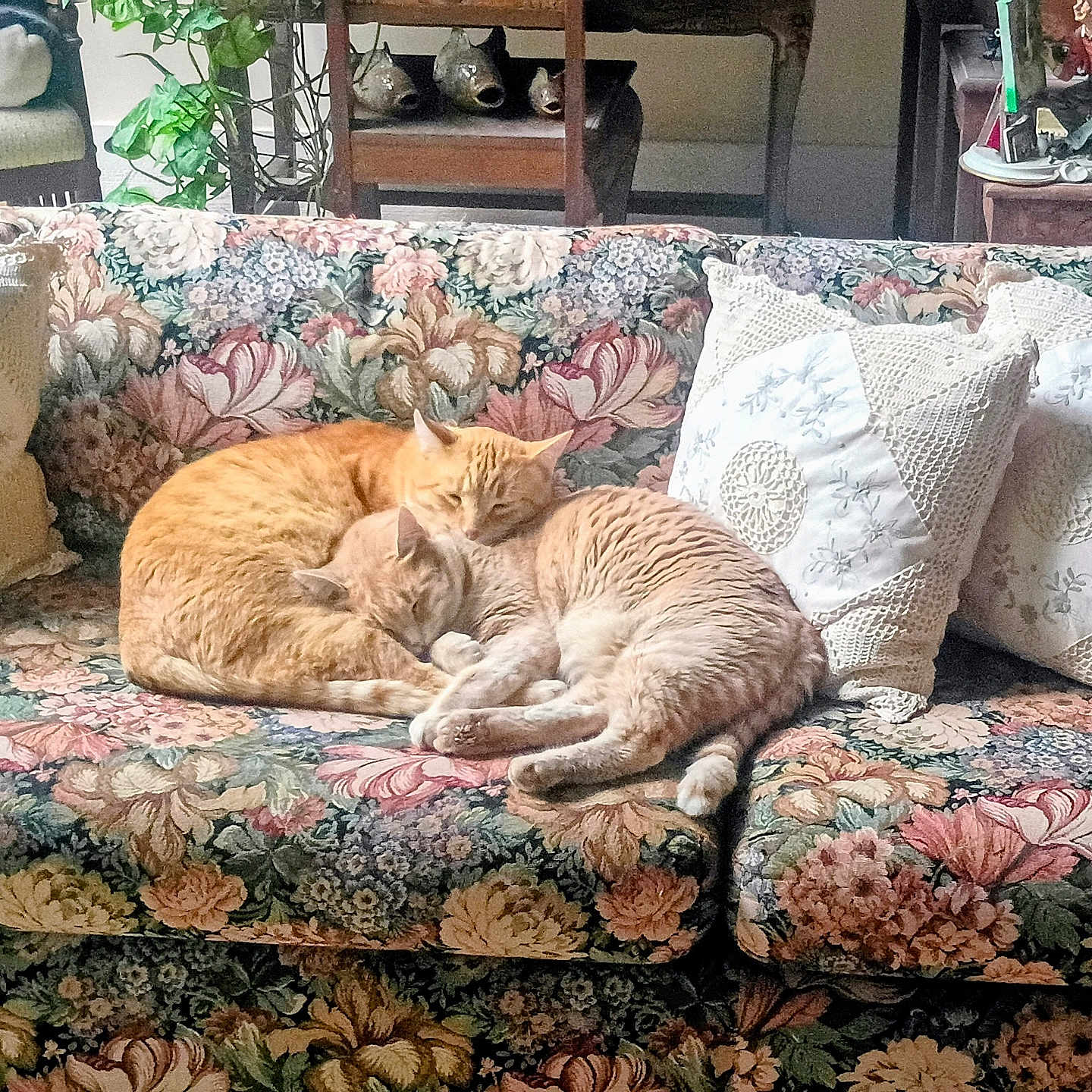 Whisky And Soda is registered to the contest to win money with this photo: cat, cats, cozy, curled_up, cushion, cute, domestic_cat, floral_sofa, fur, home_interior, living_room, nap, orange_tabby, pair, patterned_fabric, pet, pillow, sleeping, sofa, upholstery