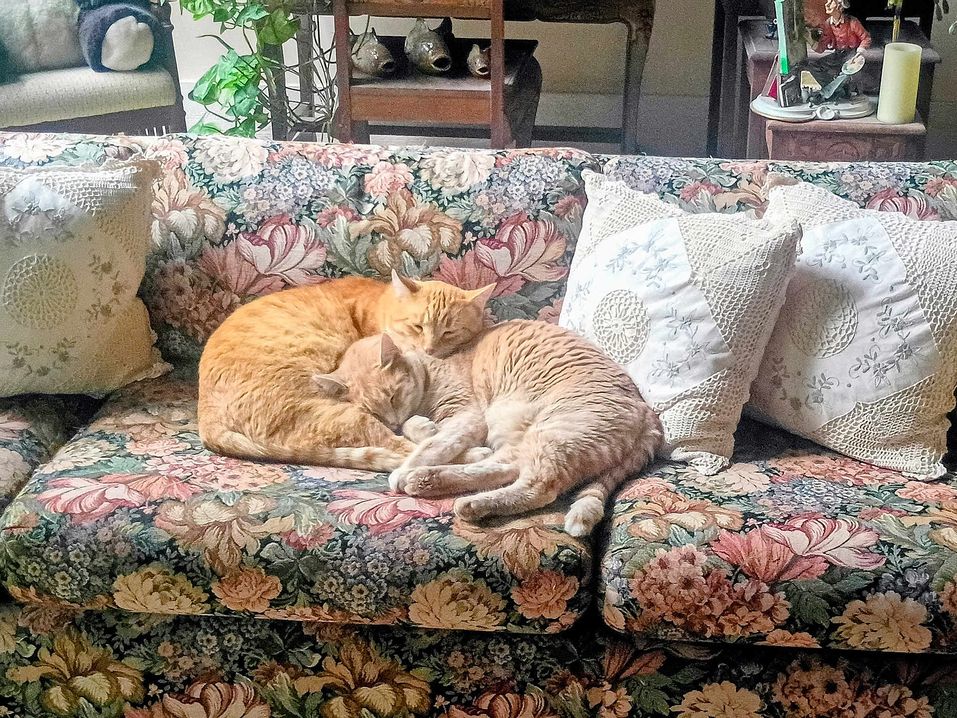 Whisky And Soda is registered to the contest to win money with this photo: cat, cats, orange_tabby, sofa, floral_sofa, cushion, pillow, sleeping, curled_up, pair, living_room, home_interior, upholstery, patterned_fabric, cozy, pet, fur, nap, domestic_cat, cute