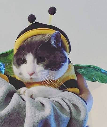 Sydney joined the competition — help win amazing prizes! art, carnivore, cat, domestic_short_haired_cat, felidae, headgear, illustration, kitten, painting, small_to_medium_sized_cats, watercolor_paint, whiskers