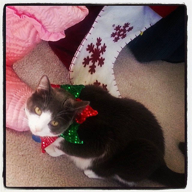 Sydney joined the competition — help win amazing prizes! black_cat, carnivore, cat, ear, electronic_device, felidae, fur, kitten, polydactyl_cat, ragamuffin, small_to_medium_sized_cats, square, tail, whiskers