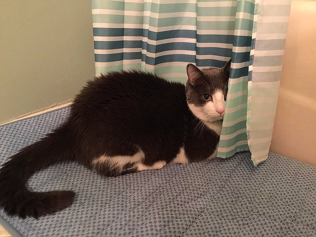 Sydney joined the competition — help win amazing prizes! asian, black_cat, carnivore, cat, domestic_short_haired_cat, ear, european_shorthair, felidae, floor, fur, kitten, polydactyl_cat, room, small_to_medium_sized_cats, tail, whiskers