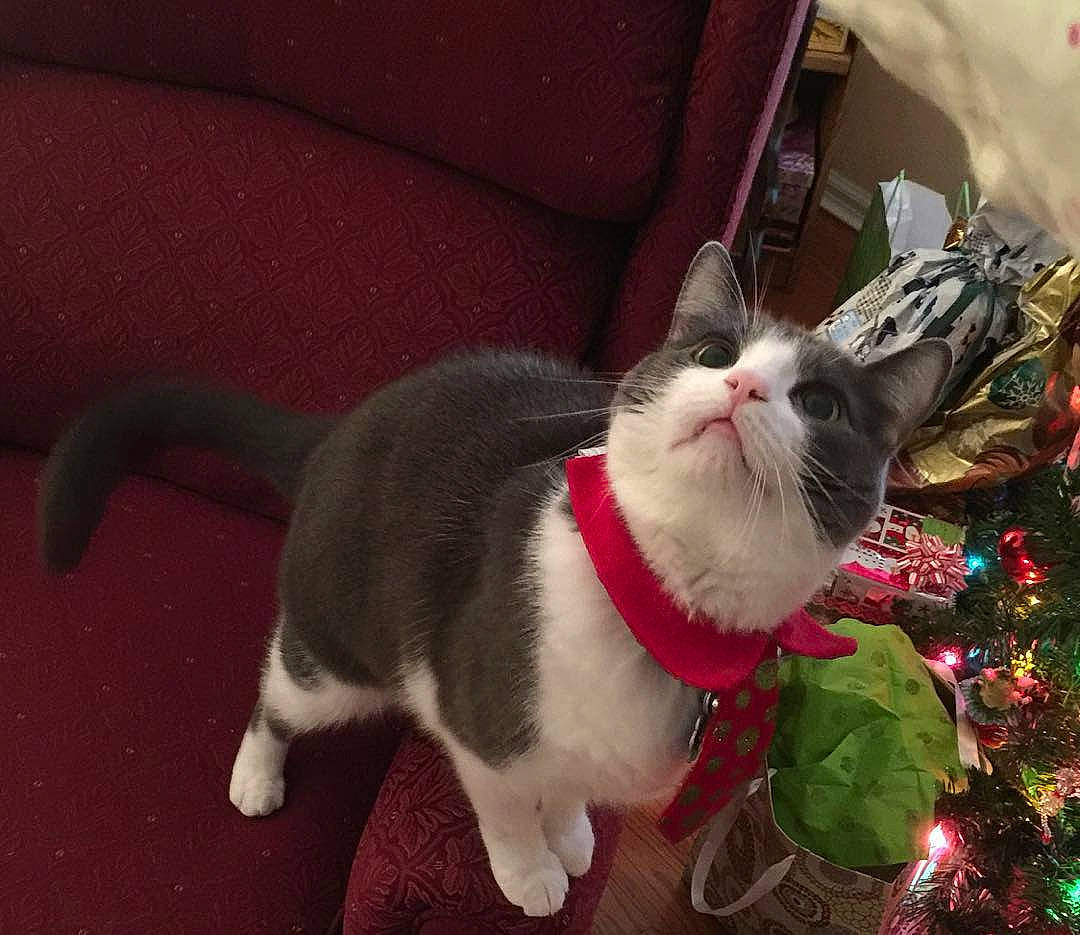 Sydney is registered to the contest to win money with this photo: aegean_cat, american_wirehair, carnivore, cat, domestic_short_haired_cat, felidae, fur, kitten, mammal, munchkin, paw, polydactyl_cat, small_to_medium_sized_cats, snout, tail, vertebrate, whiskers