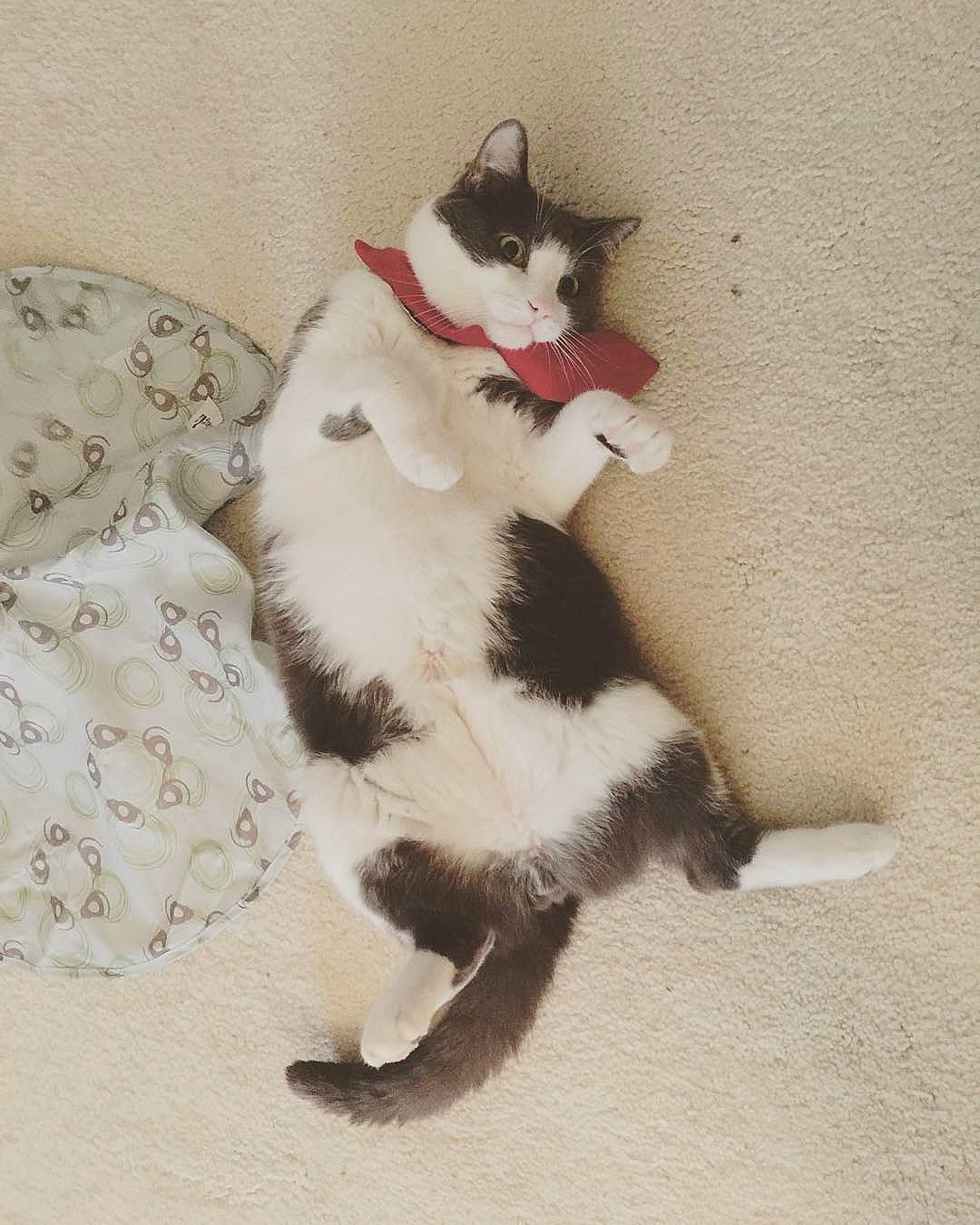 Sydney joined the competition — help win amazing prizes! black_and_white, carnivore, cat, domestic_short_haired_cat, felidae, fur, japanese_bobtail, kitten, polydactyl_cat, small_to_medium_sized_cats, tail, whiskers, white