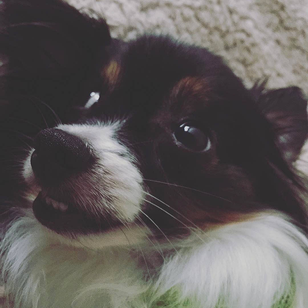 Xerxes is registered to the contest to win money with this photo: black_and_white, canidae, carnivore, cavalier_king_charles_spaniel, companion_dog, dog, dog_breed, ear, japanese_chin, love, mammal, nose, phalene, puppy, puppy_love, shih_tzu, snout, sporting_group, toy_dog