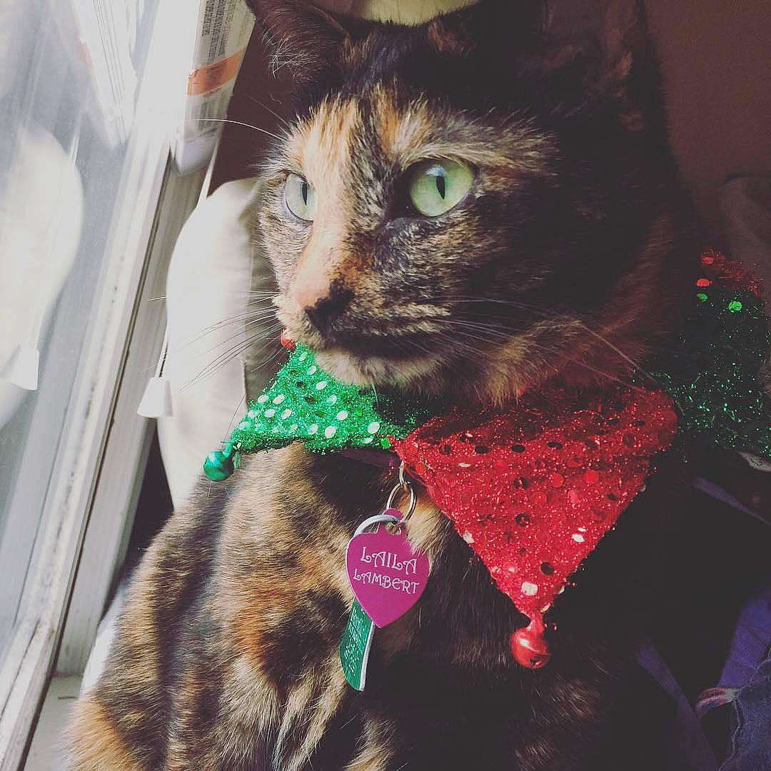 Laila is registered to the contest to win money with this photo: black_cat, bow_tie, carnivore, cat, christmas, cool, domestic_short_haired_cat, ear, european_shorthair, eye, felidae, fur, green, hair, kitten, pink, selfie, small_to_medium_sized_cats, tabby_cat, whiskers