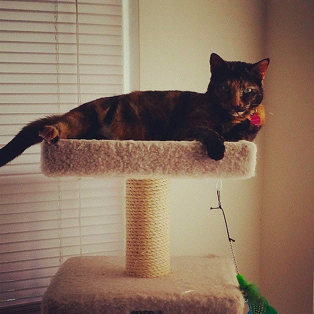 Laila is registered to the contest to win money with this photo: asian, black_cat, british_shorthair, carnivore, cat, domestic_short_haired_cat, european_shorthair, felidae, fur, polydactyl_cat, small_to_medium_sized_cats, square, tail, whiskers