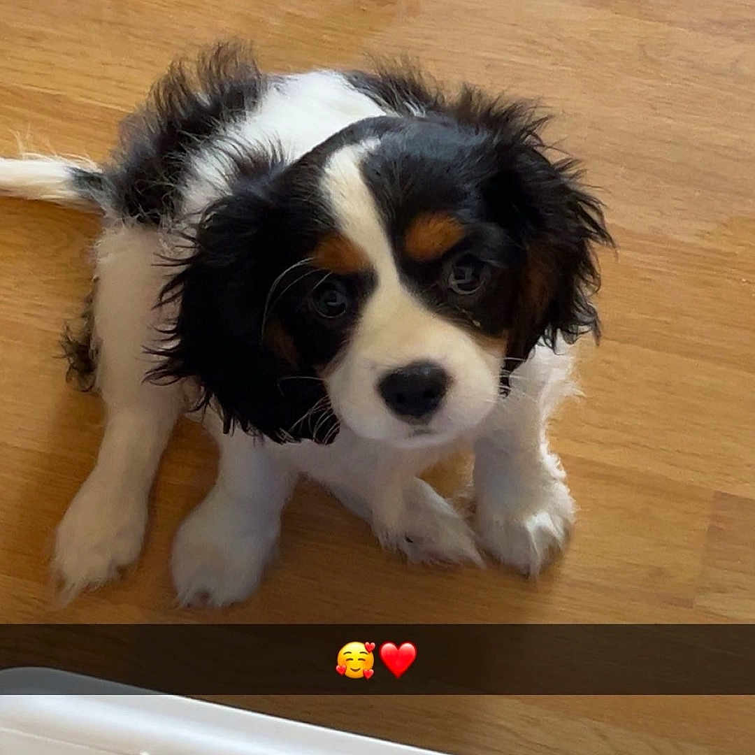Venus participe au concours pour gagner de l'argent avec cette photo : animal, ball, canine, cockerspaniel, dog, furniture, hardwood, hottub, hound, indoors, interiordesign, papillon, pet, puppy, sport, table, tennis, tennisball, tub, wood
