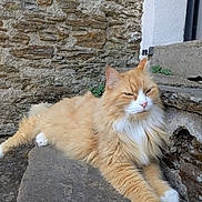 Janeiro a rejoint le concours — aidez-le/la à gagner de superbes lots ! cat, orange_cat, fluffy, long_hair, white_paws, resting, outdoor, stone_steps, stone_wall, relaxed, pet, animal, feline, nature, daylight, closeup, portrait, paw, whiskers, ears