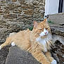 cat, orange_cat, fluffy, long_hair, white_paws, resting, outdoor, stone_steps, stone_wall, relaxed, pet, animal, feline, nature, daylight, closeup, portrait, paw, whiskers, ears