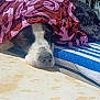 Mia participe au concours pour gagner de l'argent avec cette photo : dog, sleeping, outdoor, towel, cloth, sunlight, garden, fence, greenery, resting, pet, animal, closeup, relaxing, summer, shade, snout, black_and_white, peaceful, cozy